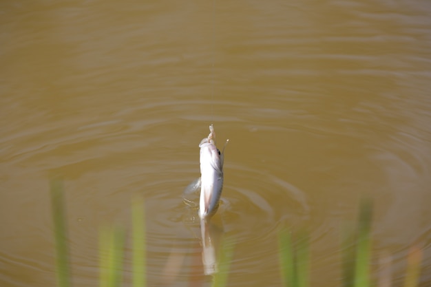 Tilapia è il nome comune dato a diverse specie di pesci ciclidi d'acqua dolce