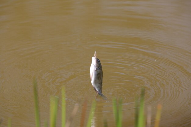 Tilapia è il nome comune dato a diverse specie di pesci ciclidi d'acqua dolce