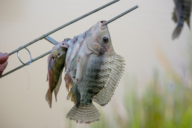 Tilapia è il nome comune dato a diverse specie di pesci ciclidi d'acqua dolce