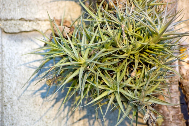 Tillandsia bergeri che cresce accanto a un muro di cemento