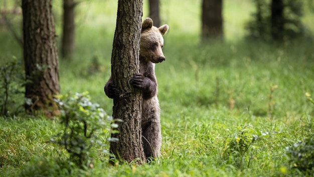 Timido orso bruno, ursus arctos, in piedi in posizione verticale sulle zampe posteriori nella foresta. Vista frontale di un mammifero sveglio che tiene un albero in natura con lo spazio della copia.