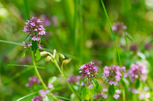 Timo, timo - erba curativa e condimento che crescono in natura, sfondo floreale naturale