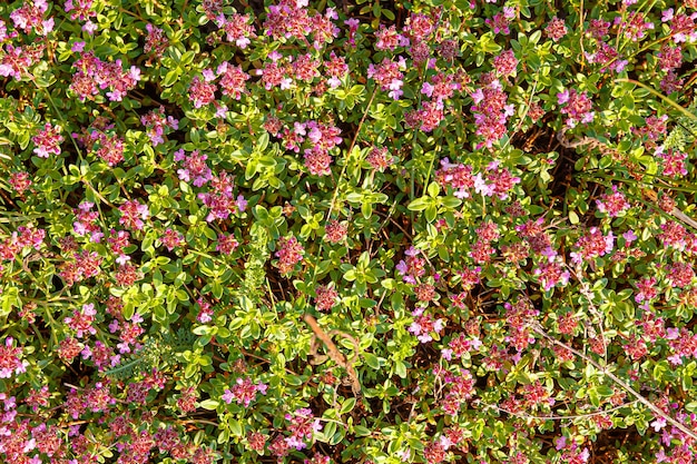 Timo timo in fiore - Thymus serpyllum. Pianta di timo tappezzante per giardino roccioso.