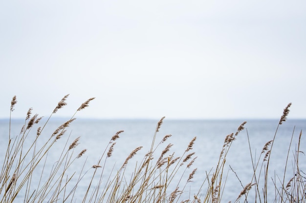 Timothy erba contro il mare