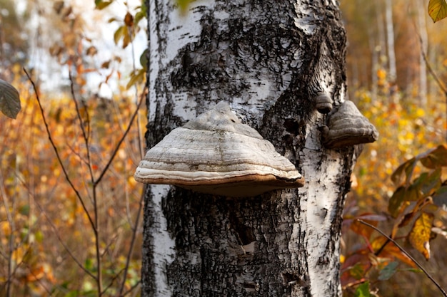 Tinder che cresce su betulla Fungo Polypore o pianta di parassiti Primo piano del fungo dell'albero