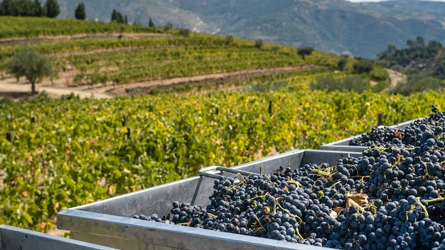 Tini con uva alla vendemmia per l'industria del vino