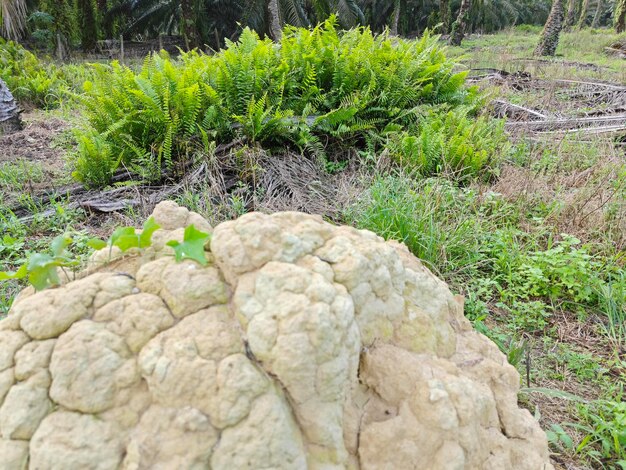 tipi di foglie di felci piante trovate nella piantagione