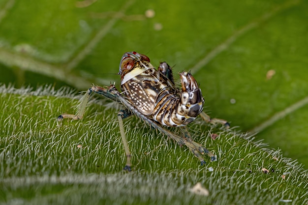 Tipica Ninfa Cicalina della Famiglia Cicadellidae