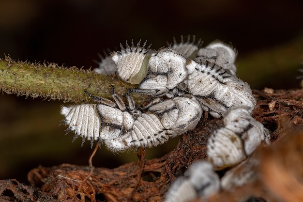 Tipiche ninfe Treehoppers della famiglia Membracidae