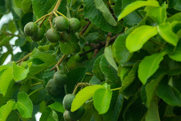 Tipico albero di pequi caryocar brasiliense nel bioma del cerrado brasiliano con un tronco contorto