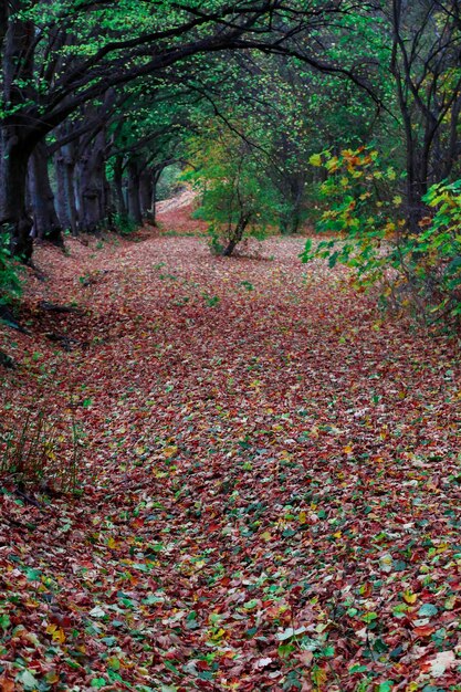Tipico autunno nella foresta della Danimarca