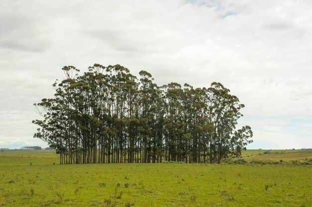 Tipico paesaggio attraverso le praterie uruguaiane