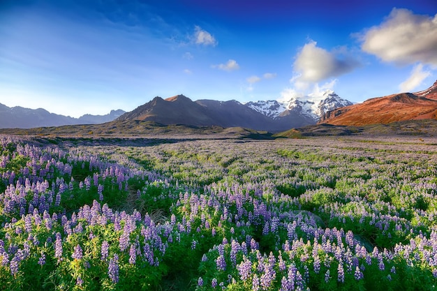 Tipico paesaggio islandese con campo di fiori di lupino in fiore