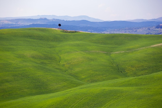 Tipico paesaggio toscano onde verdi