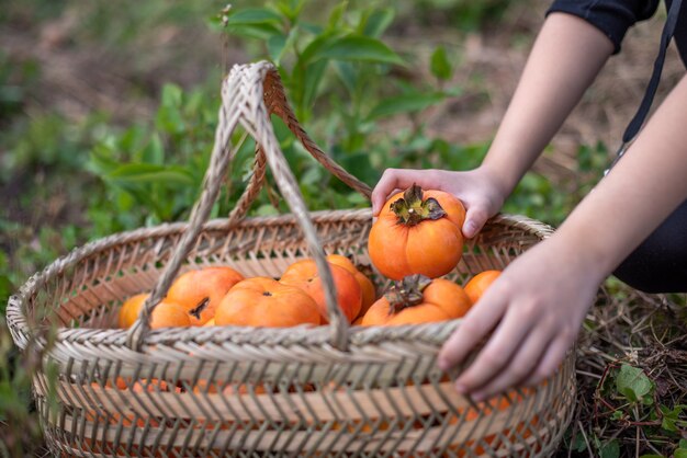 Tira fuori un cachi dal cesto di cachi a mano