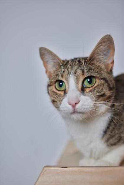 Tiragraffi per gatti montato a parete in una stanza moderna per animali domestici su parete bianca, decorazione elegante per il proprietario di gatti con spazio per la copia