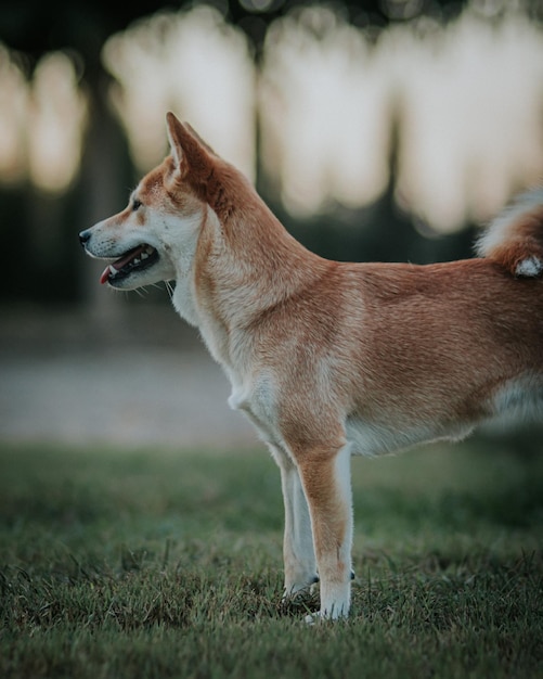 tiro verticale di un cane che guarda il lato sinistro.