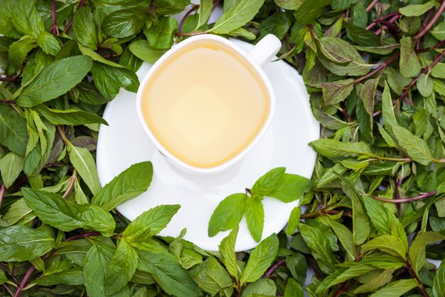 Tisana fresca alle foglie di menta fresca