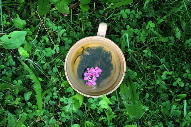 Tisana naturale con fiori e foglie viola freschi di fireweed medica in tazza di ceramica su erba verde estiva.