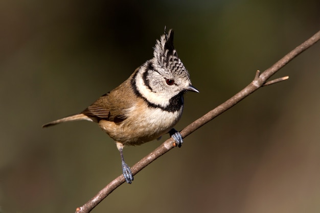 Tit crestato, tit, uccelli, uccelli canori, appollaiati, Lophophanes cristatus