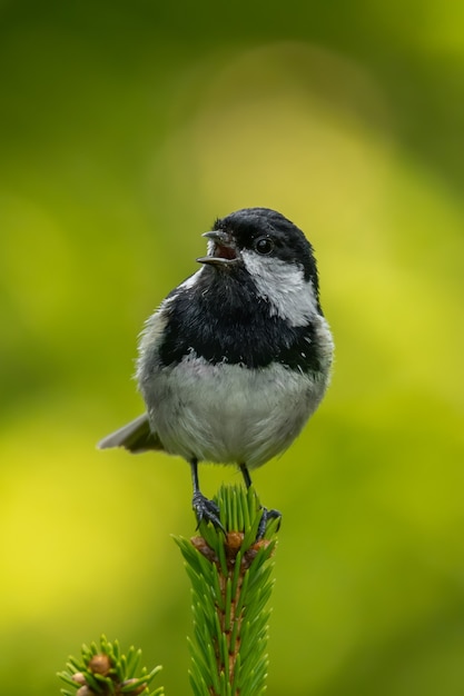 Tit di carbone seduto su un ramo di pino