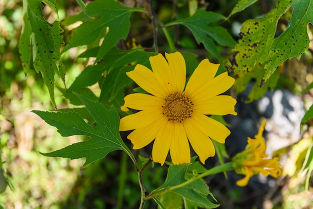 Tithonia diversifolia o girasole messicano o girasole giapponese con sfondo azzurro del cielo. Nome tailandese