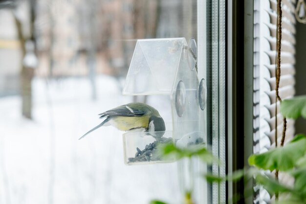 Titmouse ha i semi in un alimentatore trasparente in vista invernale Cura degli uccelli in inverno.