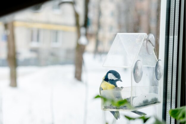 Titmouse ha i semi in un alimentatore trasparente in vista invernale Cura degli uccelli in inverno.