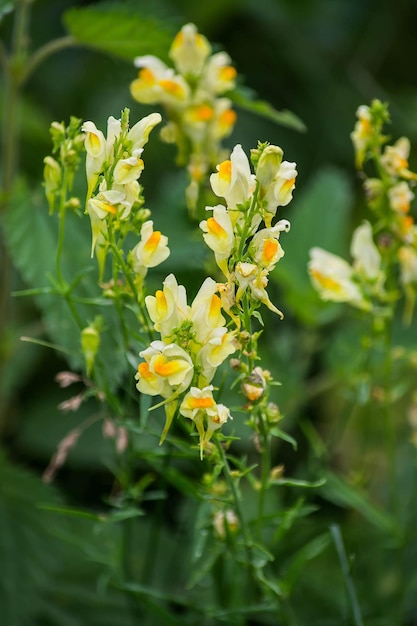 Toadflax comune Linaria vulgaris nell'ambiente naturale di crescita