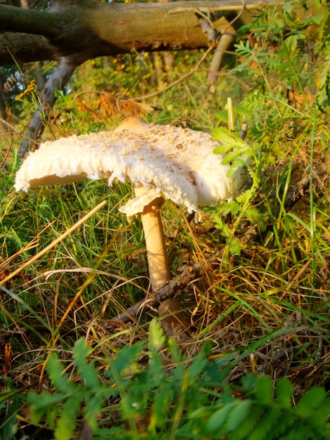 Toadstool bianco