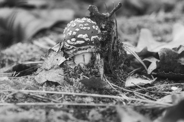 Toadstool preso in bianco e nero sul terreno di una foresta di conifere nel bosco