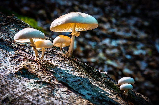 Toadstools sul registro