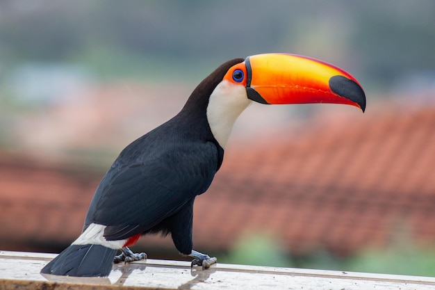 Toco toucan