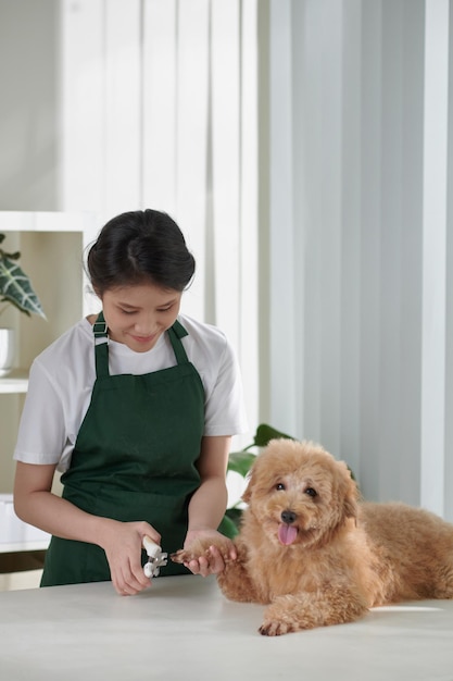 Toelettatore che taglia le unghie del cane