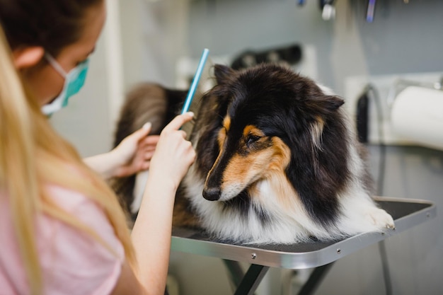 Toelettatore femmina spazzolatura Rough Collie cane al salone di toelettatura.