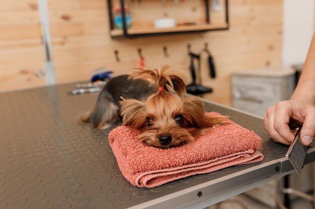 Toelettatore maschio spazzolare i capelli di Yorkshire terrier capelli di cane con il pettine dopo il bagno al salone di toelettatura Donna parrucchiere pet facendo acconciatura in clinica termale veterinaria