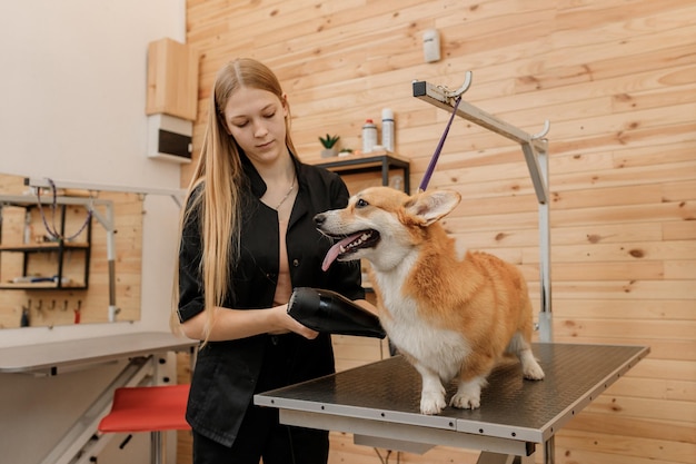 Toelettatore professionale per animali domestici Welsh Corgi Pembroke pelo di cane con un asciugacapelli dopo il lavaggio nel salone di estetista Concetto di toelettatura