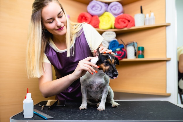 Toelettatore professionista che pulisce le orecchie del cane al salone di toelettatura.