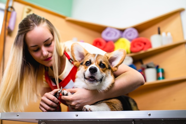 Toelettatore professionista che taglia le unghie del cane