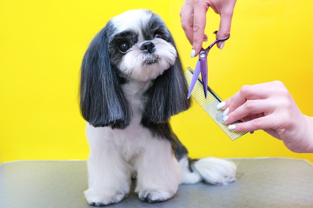 Toelettatura del cane. Toelettatore con forbici e pettine in mano sullo sfondo del cane. Sfondo giallo