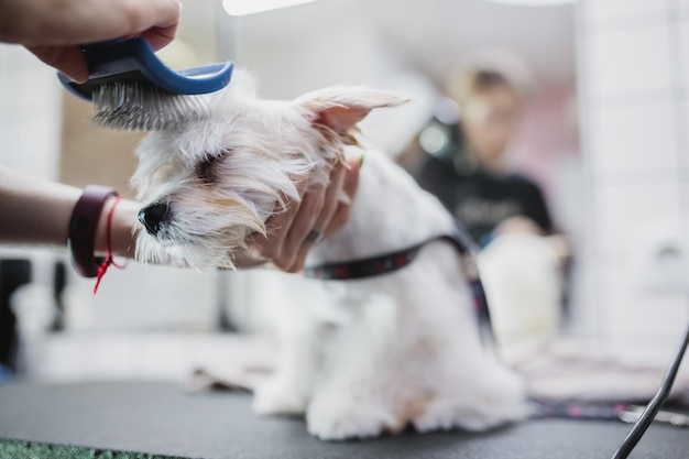 Toelettatura di cani e piccoli animali nel salone di toelettatura foto di alta qualità