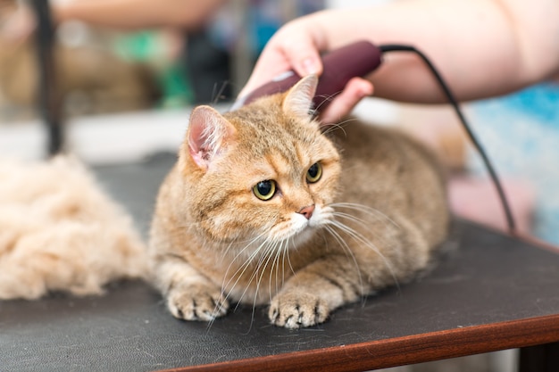 Toelettatura di gatti e animali domestici nel salone di bellezza.