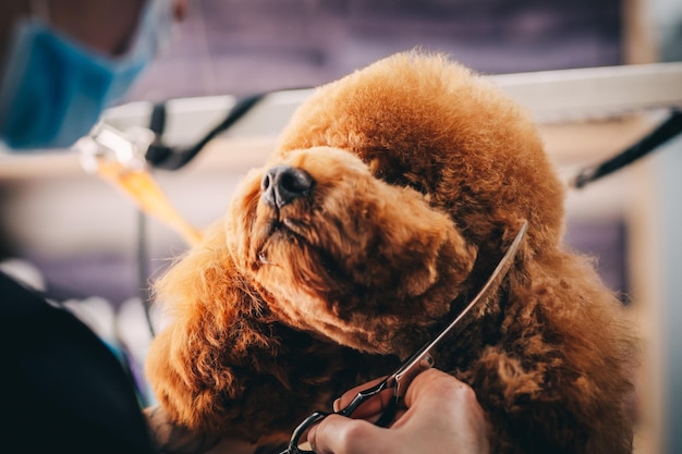 Toelettatura di un cane in un salone di toelettatura Cura degli animali