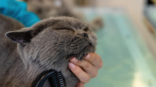 Toelettatura e spazzolatura del gatto da parte di un toelettatore professionista da vicino