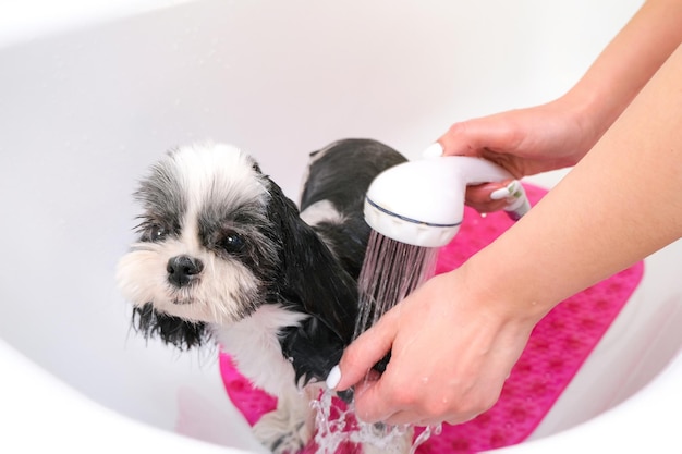 Toelettatura. Fare il bagno al cane sotto la doccia. Il cane bagnato fa il bagno. Cura degli animali.