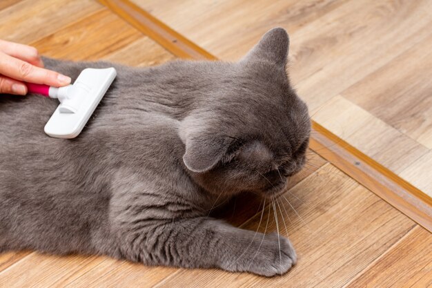 Toelettatura spazzolatura gatto grigio piuttosto carino