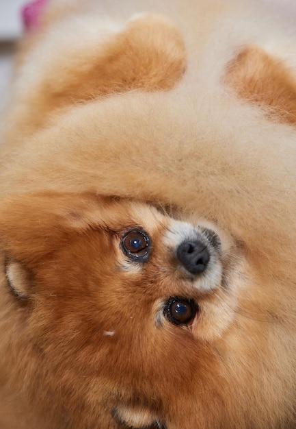 Toelettatura spitz Rifinitura zampa Toelettatura da parte di un toelettatore professionista in salone Angolo ravvicinato Appuntamento con il veterinario Il toelettatore tiene il cane con la mano Cane felice dal toelettatore