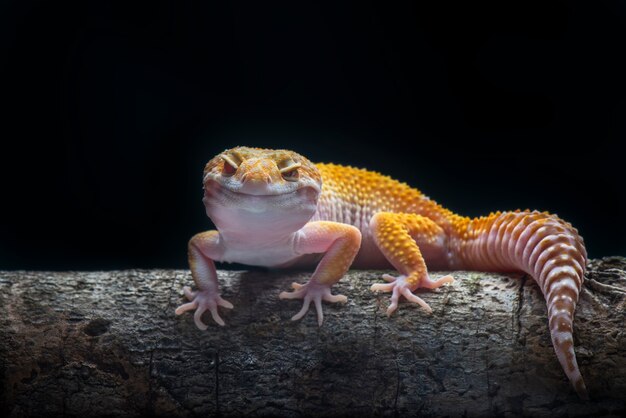 Tokay Gecko su sfondo nero