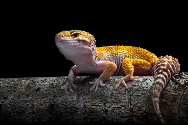Tokay Gecko su sfondo nero