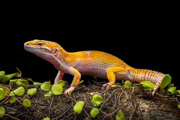 Tokay Gecko su sfondo nero